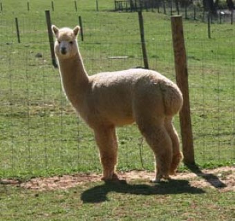 Alpaca For Sale - CKA Bailey at Blue Earth River Farm Alpacas