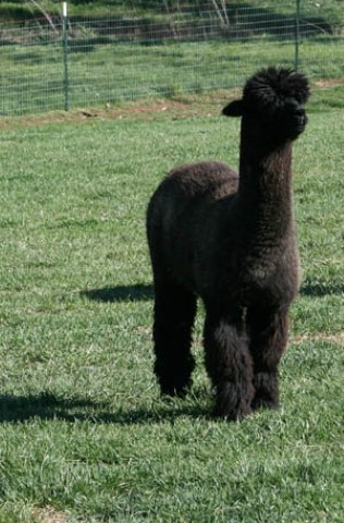 Alpaca For Sale - Jaxon's Blackjack at Blue Earth River Farm Alpacas