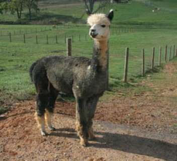 Alpaca For Sale - Beauxregard at Blue Earth River Farm Alpacas