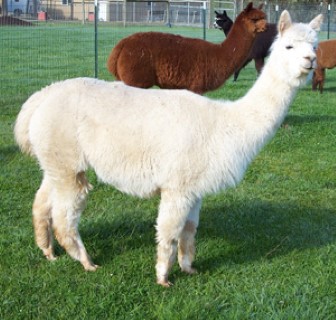 Alpaca For Sale - Carmelita with cria at side at Alpacas of Shepherd's Pasture