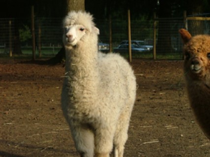 Alpaca For Sale - Riki at PRAIRIE BEACON LLAMAS 