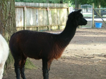 Alpaca For Sale - Vixen at PRAIRIE BEACON LLAMAS 