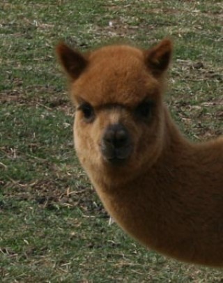 Alpaca For Sale - BERF Vision of Hope at Blue Earth River Farm Alpacas