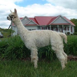 Alpaca For Sale - Diamond Flash Fire's Kristeen at Diamond Triple C Ranch