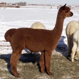 Alpaca For Sale - JA Lareyda at Colorado Dreams Alpacas