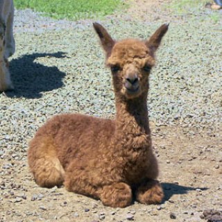 1st Cria