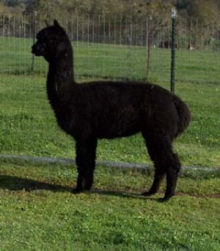 Alpaca For Sale - Motown Von TR at Alpacas of Shepherd's Pasture