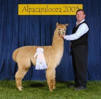 Alpaca For Sale - Tocayo at Cedar Glen Alpacas