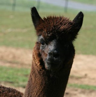 Alpaca For Sale - EMA XCaliber at Blue Earth River Farm Alpacas