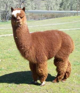 Alpaca For Sale - Shepherd's Pasture Zebedee at Alpacas of Shepherd's Pasture