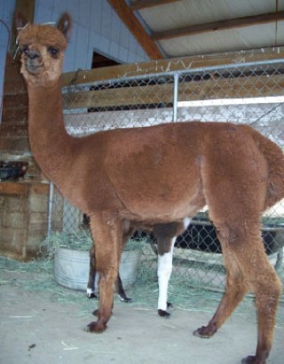 Alpaca For Sale - Shepherd's Pasture Zina at Alpacas of Shepherd's Pasture